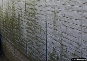 外壁のコケ発生の画像
