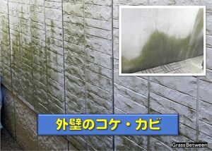 外壁にできたコケの画像