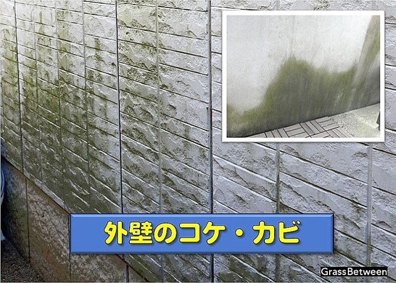 外壁にできたコケの画像