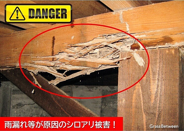 雨漏れ等が原因のシロアリ被害画像