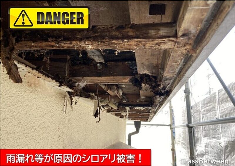 雨漏れ等が原因のシロアリ被害画像